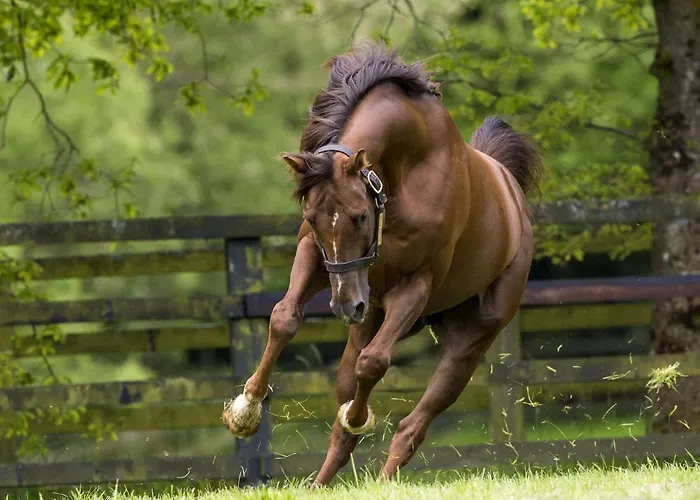 Gæstehus Silken Thomas 4*